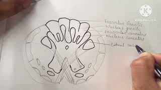 Transverse section of Medulla Oblongata at the level of pyramidal decussation [upl. by Endres]