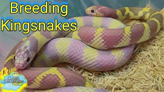 Breeding Kingsnakes is easy [upl. by Hessler408]