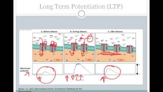 SJSU Neurophysiology  Lecture 8  Synaptic Plasticity [upl. by Namhcan]