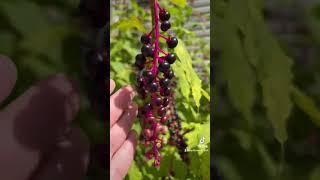 Herbalism minute Special guest Pokeweed herbalism herbalist earthseeddetroit [upl. by Delle]