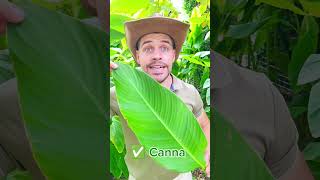 🌿️😅 1️⃣ Canna 2️⃣ Catalpa 3️⃣ Ficus carica 4️⃣ Morus bombycis leaves plants trees garden nature [upl. by Selima]