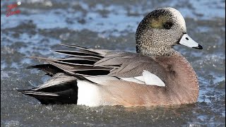 Icy Wigeon  Waterfowl Photography  Ducks  Drake and Hen Wigeon  Pitboss Waterfowl [upl. by Amirak678]