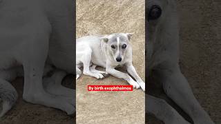 Exophthalmos Glaucoma Eye problem Blue eye in dogs dog dogs dogeyes vet petlover pets [upl. by Ahsiela]