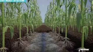 Subsurface Drip Irrigation for Corn [upl. by Lorie]