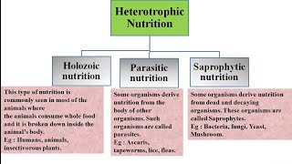 Heterotrophic nutrition and its types  Holozoic Parasitic and Saprophytic nutrition [upl. by Ceevah]