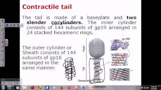 T4 phage structure [upl. by Dalston681]