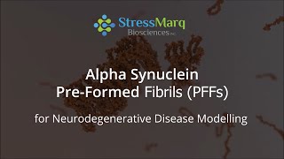 Video Alpha Synuclein PreFormed Fibrils PFFs and Oligomers for Modelling Parkinsons Disease [upl. by Vivianna]