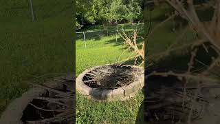 Yucca Plant harvesting adamsneedle [upl. by Janus]