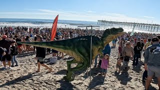 Dolphin Dip 2023 Topsail Island NC [upl. by Atkins674]