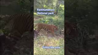 Ranthambhore National park 🐯🐅 wildlife tiger nationalpark ranthamborenationalpark [upl. by Gnal]