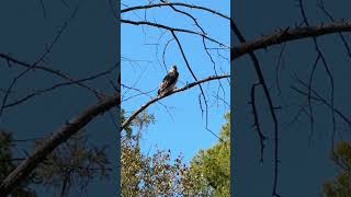 The red tailed hawk is hunting… [upl. by Durrell]