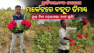 ବର୍ଷସାରା ଗୋଲାପ ଫୁଲ ଚାଷ  ଆୟ ଲକ୍ଷାଧିକ  Rose farming in Odisha  Start rose farming in Odia [upl. by Reiners]