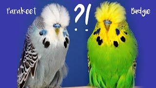 The difference between the terms Budgie and Parakeet [upl. by Sommers]