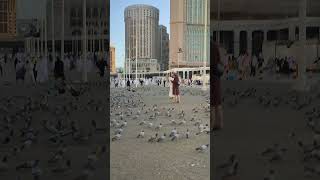 Haram shariff ke Kabutar Mashallah shots duet ytshorts makkahblog786 [upl. by Emmerich645]