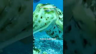 The Incredible Whyalla Cuttlefish Migration amp Mating Season [upl. by Ayekal]