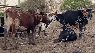 Nguni cattle Village [upl. by Enitsahc292]