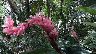 Alpinia purpurata  Pink Cone Ginger [upl. by Swartz946]