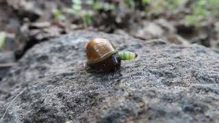 Leucochloridium paradoxum Greenbanded broodsac  Eesti elurikkus [upl. by Rosemarie]