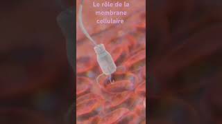 10 Le rôle de la membrane cellulaire [upl. by Esorrebma805]