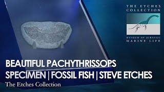 BEAUTIFUL PACHYTHRISSOPS SPECIMEN  FOSSIL FISH  STEVE ETCHES [upl. by Michele]