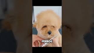 Peluquería Canina viralvideo pets amorperruno youtubeshorts mascotas doglove [upl. by Saunders]