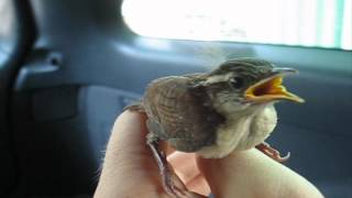 Carolina Wren  Hatchlings Nestlings amp Fledgling [upl. by Terrene]