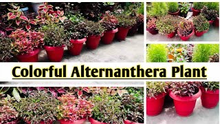 Care about colorful Alternanthera plant besthedgeplant alternantheravarieties  Satrangi plant [upl. by Cynar]