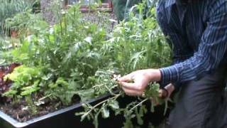 SmartGrowers  How to control bolting salad rocket and mizuna [upl. by Cohbert138]