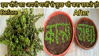 Jade PlantPortulacaria afra से लिख दिया है अपने राधा जी ओर कान्हा जी का नाम ❤️Jade Plant Care [upl. by Adas]