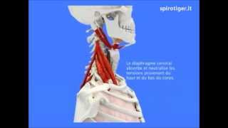 Biomeccanica della respirazione Respira con noi [upl. by Aiel]