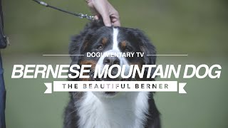 ALL ABOUT THE BERNESE MOUNTAIN DOG [upl. by Strauss813]