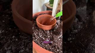 How to water your plants perfectly waterplants wateringplants [upl. by Crispen]