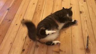 Katze krampft epileptischen Anfall  Cat cramps epileptic seizur [upl. by Nehttam]