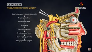 Pterygopalatine ganglion  Head and neck animated gross anatomy [upl. by Annid]