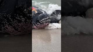 Leatherback turtle on Miami Beach the largest of all the turtles [upl. by Anassor77]