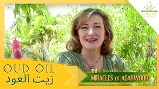 Miracles of OUD OIL from Agarwood Trees by ELAJ علاج [upl. by Doti]