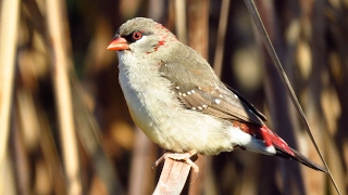 2016 Extremadura 3 Sint Helenafazantje Tijgervink Kraanvogel [upl. by Whitford]