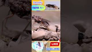 deadly tsetse flyshorts youtubeshorts facts [upl. by Aruam194]