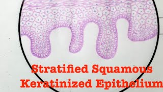 Stratified squamous Keratinized and Non Keratinized Epithelium  Anatomy [upl. by Frederich]