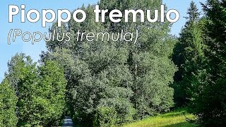 Pioppo tremulo Populus tremula [upl. by Llennahs433]