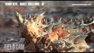 Thorny Devil  Moloch horridus [upl. by Ihtak]