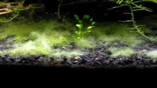 Battling The Cladophora Algae My Journey [upl. by Eetnwahs]