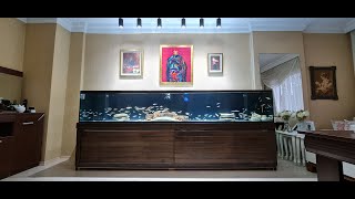 Can We Pull Off the Impossible 3 Meter Aquarium Setup The Results Will Shock You aquarium fish [upl. by Ree]