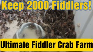 How to Build a Fiddler Crab Farm  LATEST VERSION  PRO TIPS [upl. by Acima]