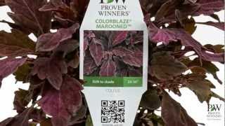 Proven Winners® Gardener Channel Proven Winners® Colorblaze® Series Solenostemon Coleus [upl. by Anelim]