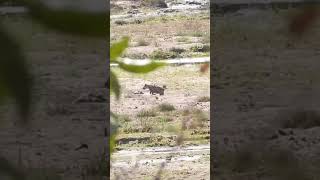 waterbuck chases hyena krugernationalpark wildlife animals krugerparksafari africawildlife [upl. by Aicnorev]