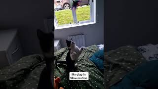 clapping in slow motion cat cute [upl. by Atnes]