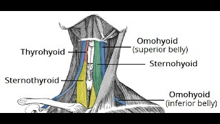 Two Minutes of Anatomy Infrahyoid Muscles [upl. by Amethist]