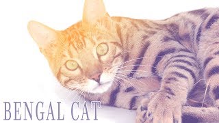 Ideal Companion Bengal  Cat Breeding Videos [upl. by Ocirnor460]