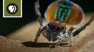 Peacock Spider Mating Dance [upl. by Yme]